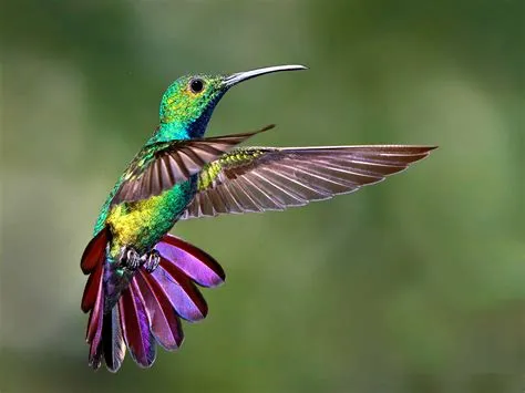  Le Sacrifice du Colibri - Un Trésor d'Émotions Vibrantes et de Symbolique Profonde!